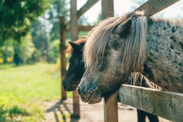 Pair Shetland Pony Horses Sticking Head Paddock Selective Focus — Stock Photo, Image