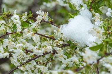 İlkbaharda kar, meyve ağaçlarının açan dalları karla kaplı, seçici bir odak