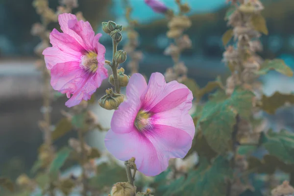 Arka Bahçede Yaygın Gülhatmi Çiçeği Seçici Odak — Stok fotoğraf