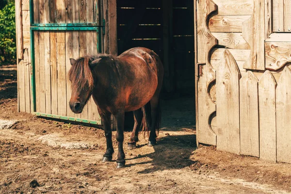 Leuke Kleine Bruine Shetland Pony Paard Met Lang Haar Aan — Stockfoto