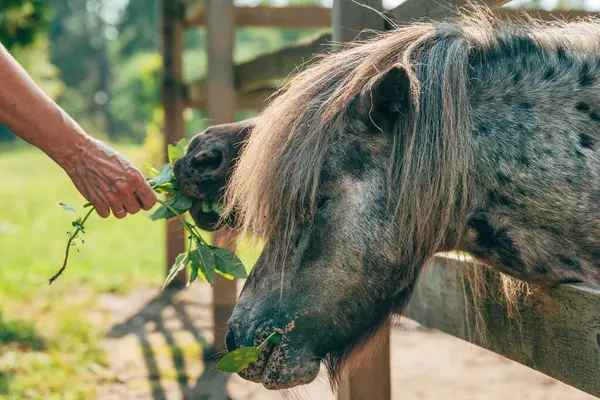 Voederen Van Shetland Pony Paarden Boerderij Schuur Close Van Vrouwelijke — Stockfoto