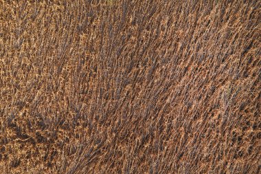 Rüzgâr fırtınasından sonra hasarlı kolza tohumu alanının hava görüntüsü, insansız hava aracı pov yüksek açı görüntüsü