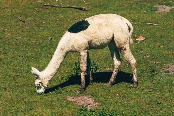 White Alpaca Feeding Grass Zoo Selective Focus — Stock Photo, Image