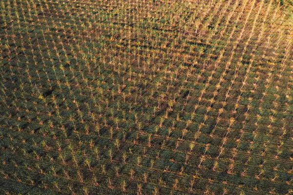 Cottonwood Tree Nursery Plantation Drone Pov Aerial Shot Young Small — Stock Photo, Image
