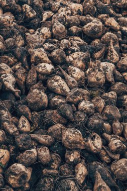 Hasattan sonra şeker pancarı kökü toplanmış, dikey görüntü