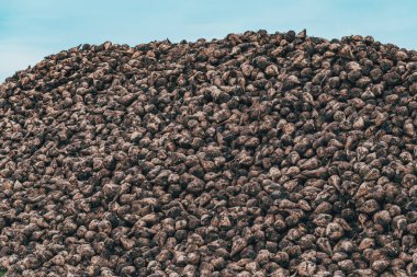 Tarlada toplanmış şeker pancarı kökü yığınları, seçici odaklanma