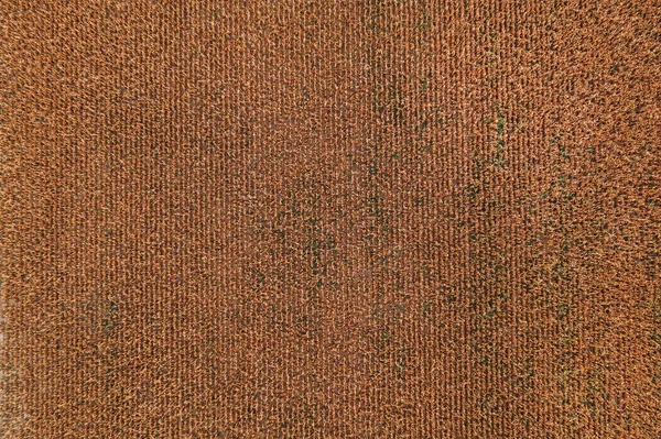 Aerial Shot Ripe Corn Crop Plantation Field Drone Pov Abstract — Stock Photo, Image