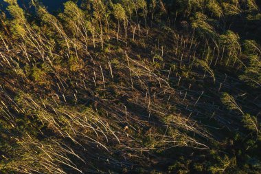 Yazın süperhücre fırtınasından sonra yıkılan orman manzarasının hava görüntüsü, yukarıdan gelen çevresel hasarın insansız hava aracı görüntüsü.