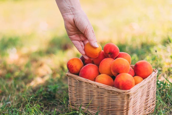 Female farmer with handful of picked ripe organic apricot fruit in cultivated orchard, closeup of hand putting harvested fruit in wicker basket, selective focus