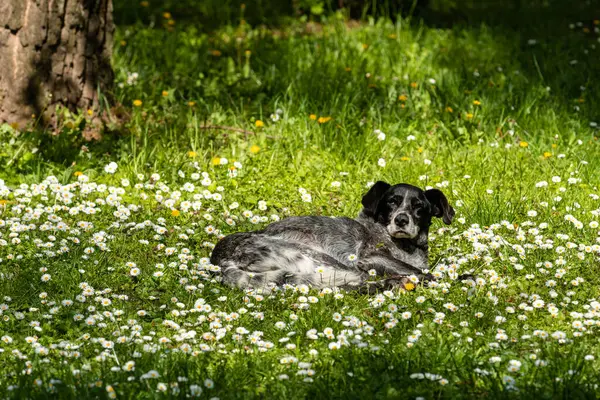 Yaşlı sokak köpeği parkta uyuyor. Çiçek açan papatya çiçeklerinin yatağında. Seçici bir odak noktası.