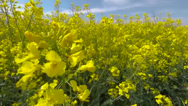 Roślina Rzepaku Rozkwicie Zbliżenie Żółtego Kwiatu Ostrość Wybiórcza — Wideo stockowe