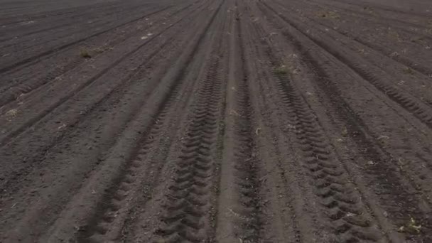 Kukoricacsírák Drónpov Termesztett Területen Nagy Látószögű Légi Felvétel — Stock videók