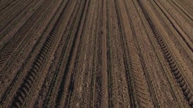 Tarlada yetişmiş mısır filizlerinin drone pov 'u, yüksek açılı hava görüntüsü