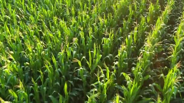 Aerial Shot Green Corn Corn Crop Field Drone Pov Summer — Vídeos de Stock