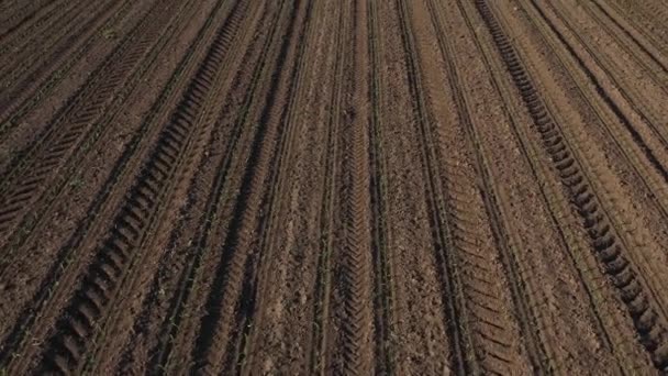 Pontos Drone Brotos Milho Campo Cultivado Tiro Aéreo Vista Ângulo — Vídeo de Stock
