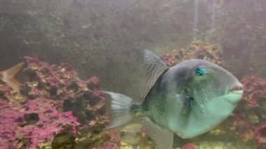 Akvaryumda gri tetik balığı (Balistes capriscus), elde taşınan görüntüler