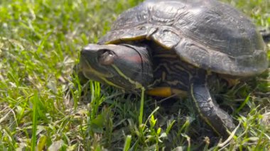Parkta kırmızı kulaklı sürgülü kaplumbağa veya kırmızı kulaklı terrapin (Trachemys scripta elegans), el kamerası görüntüleri