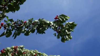 Tatlı kiraz (Prunus avium) ağaç dalları yazın olgunlaşmış kırmızı meyvelerle doludur, ayrıca gean veya kuş kirazı olarak da bilinir.