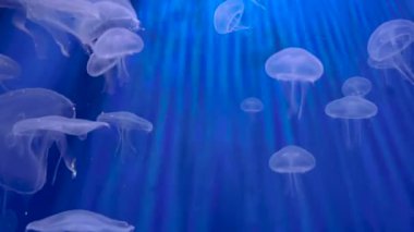 Mavi arka planda su akvaryumunda bir grup denizanası.