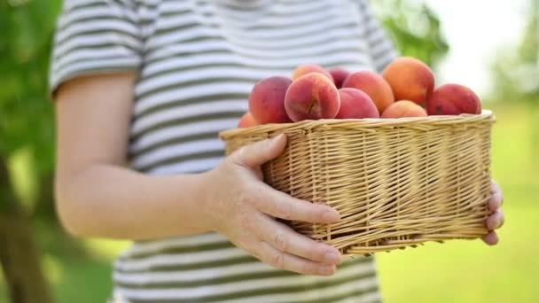 果樹園で新鮮な熟したオーガニックエプロコットフルーツと茶色のウィッカーバスケットを保持している女性 選択的な焦点 — ストック動画