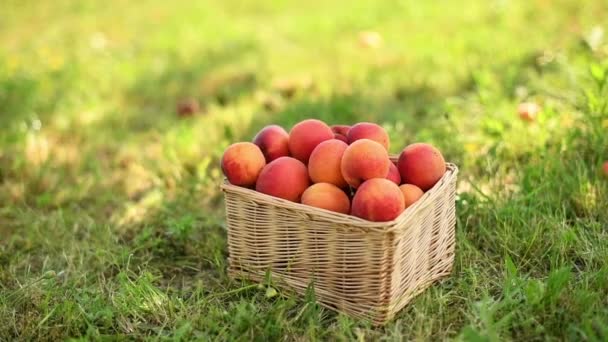熟したオーガニックエプロコットフルーツを栽培された果樹園のバスケットに選んだ女性農家 ウィッカーバスケットに収穫された果物を置く手のクローズアップ 選択的な焦点 — ストック動画