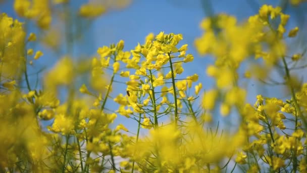 Piękny Kwiat Rzepaku Kwitnące Pole Rzepaku Wiosną Selektywne Skupienie — Wideo stockowe