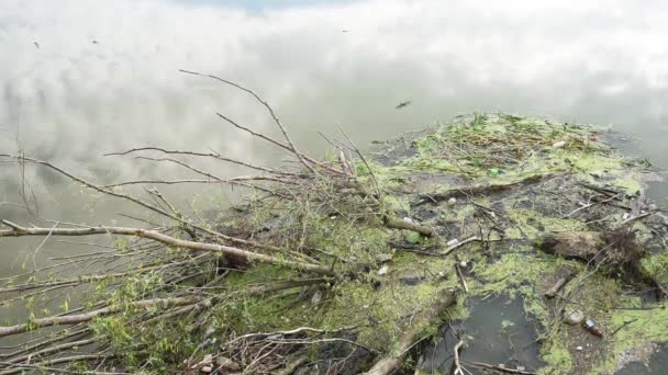 Kawanan Burung Layang Layang Terbang Atas Bendungan Sungai Dengan Cabang — Stok Video