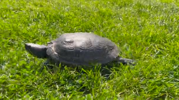 Parkta Kırmızı Kulaklı Sürgülü Kaplumbağa Veya Kırmızı Kulaklı Terrapin Trachemys — Stok video