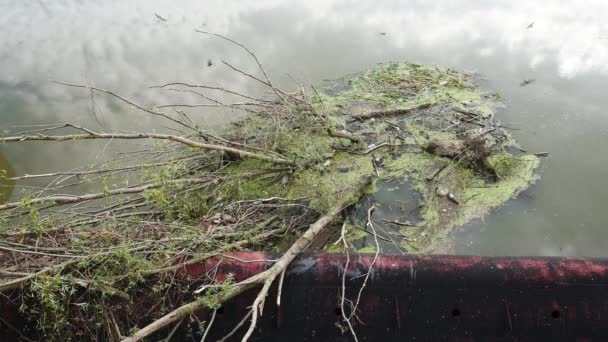 Zapora Rzeczna Gałęziami Drzew Śmieci Selektywne Skupienie — Wideo stockowe