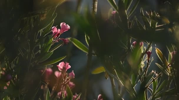 Kvetoucí Oleandrová Zahrada Létě Selektivní Zaměření — Stock video