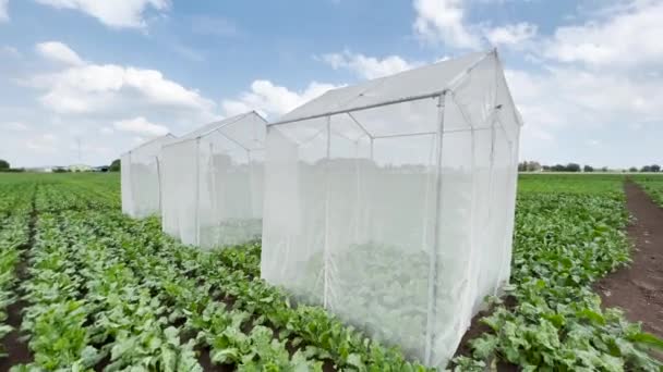 Sugar Beet Pollination Control Tents Cultivated Agricultural Field Sunny Summer — Vídeo de stock