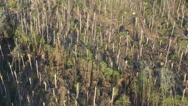 Flygfoto Ödelagt Skogslandskap Efter Supercell Storm Sommaren Drönare Pov Skott — Stockvideo