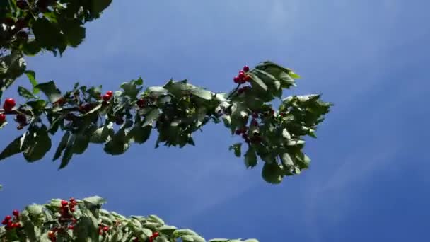 Δέντρα Από Γλυκό Κεράσι Prunus Avium Γεμάτα Ώριμα Κόκκινα Φρούτα — Αρχείο Βίντεο