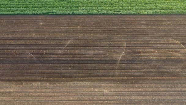 Aspersores Irrigação Linha Rodas Agrícolas Campo Cultivado Tiro Aéreo Pontos — Vídeo de Stock