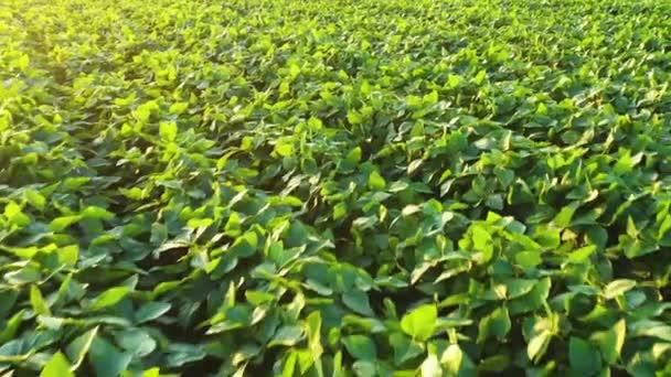 大豆の作物は低高度で飛行する無人機の貧困からの農地空中撮影を栽培しました — ストック動画