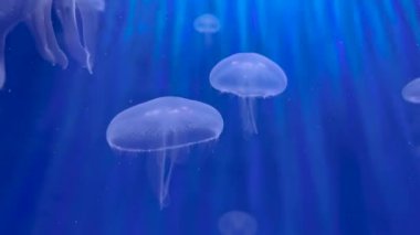 Mavi arka planda su akvaryumunda bir grup denizanası.