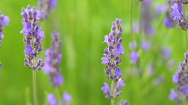 Yazın lavanta çiçeği tarlası, rüzgarda sallanıyor, seçici odaklanma