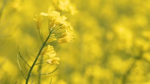 Canola Crop Bloom Yellow Flower Rapeseed Plant Cultivated Agricultural Field — Stock Video