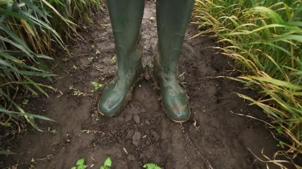 耕作された小麦畑のゴムブーツ 穀物作物プランテーションの泥地に立っている農家 クローズアップ — ストック動画