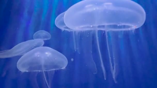 青い背景にある水族館のクラゲのグループ — ストック動画
