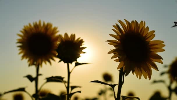 Back Lit Sunflower Flower Heads Summer Sunset Selective Focus — Stock Video