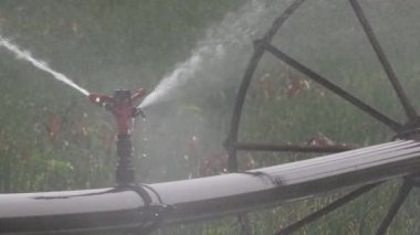 Sulama tekerleği fıskiyeleri sıcak yaz gününde bahar soğanı çiftliğini suluyor, seçici bir odak noktası.