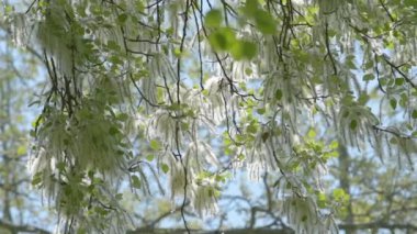 İlkbaharda Beyaz Poplar catkins (Populus alba), seçici odaklanma
