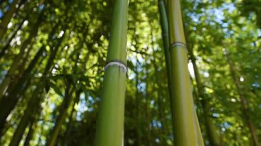 Yazın yeşil bambu bitkisinin düşük açılı görüntüsü. Güneş ışığı parlaması, seçici odak noktası.