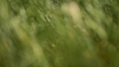 Yavaş çekimde rüzgarda sallanan yeşil çim bıçakları, düşük açı görünümlü odaklanıyor.