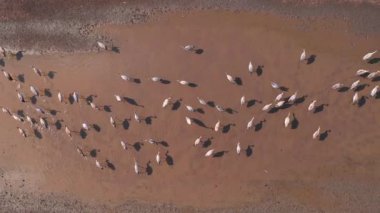 Bahar göçü sırasında göletin kenarında dinlenen kuş sürüsü (Grus grus grus), havadan aşağıya doğru çekildi. Balıkçıllar su ekosistemlerinde uç yırtıcılardır.