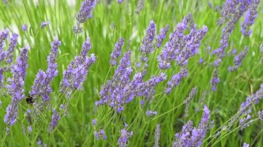 Bahçede açan lavanta çiçekleri üzerine yaban arısı, seçici odaklı yavaş çekim