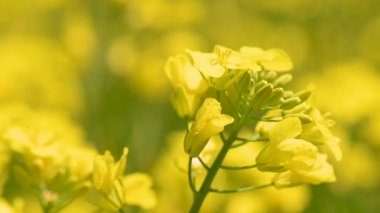 Canlı sarı kanola bitkilerinin, sürdürülebilir tarım ve ürün çeşitliliğini temsil eden tarımsal alanda gelişen makro görüntüsü. Seçici odak.
