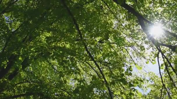 夏日早晨 阳光透过茂密的树梢发出光芒 手持录像 — 图库视频影像