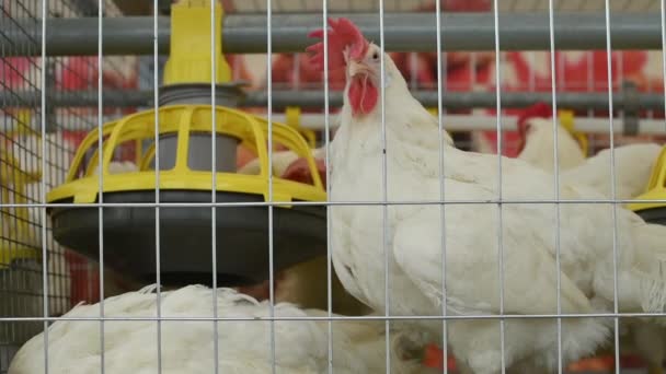 Группа Белых Цыплят Птицеводческой Клетке Ферме Избирательный Фокус — стоковое видео